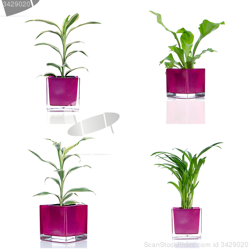 Image of Houseplants