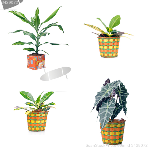 Image of Houseplants