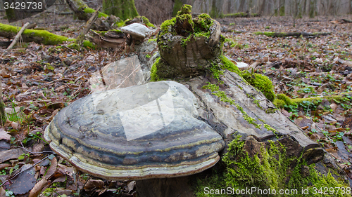 Image of Giant Polypore fungi in fall