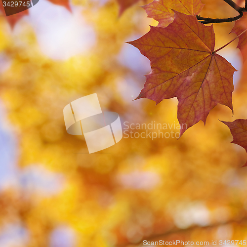 Image of Autumn Leaf Background