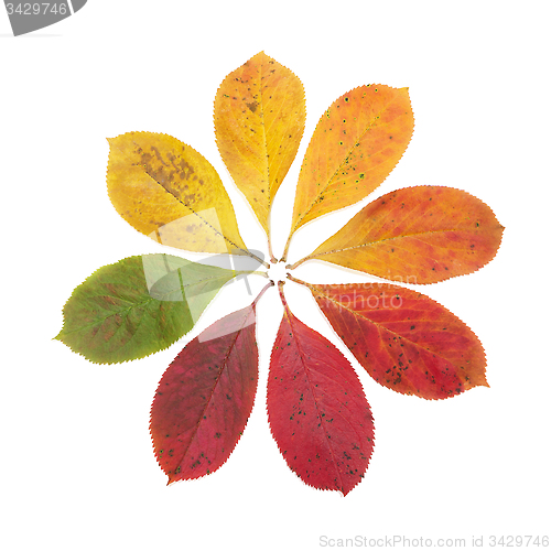 Image of Autumn Color Symbol