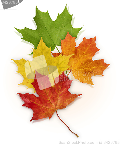 Image of Basic_Maple_Leaves