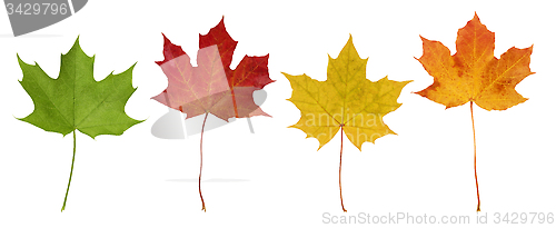 Image of Basic_Maple_Leaves