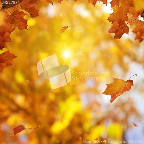 Image of Golden Autumn