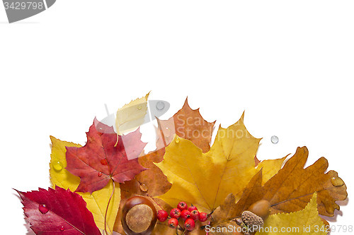 Image of Isolated Autumn Collection