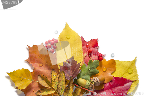 Image of Isolated Autumn Collection