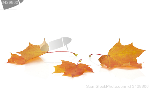 Image of Isolated Autumn Leaves 