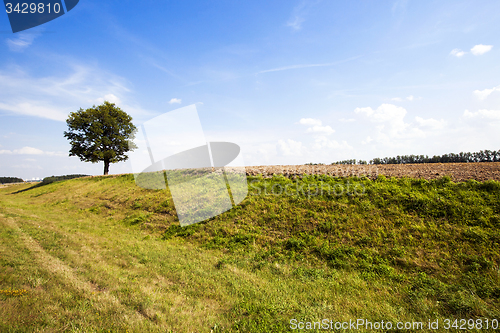 Image of tree in the field 