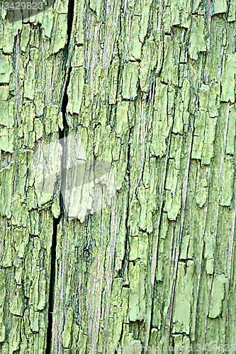 Image of Dark green wood. Natural texture background