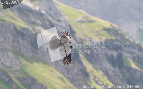 Image of Alpine Chough (Pyrrhocorax graculus) flying