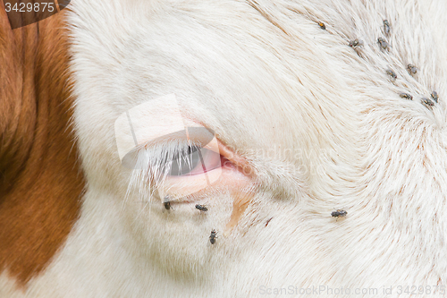 Image of Troublesome flies in the cow\'s eye