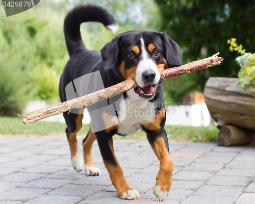 Image of Sennenhund playing with long branch