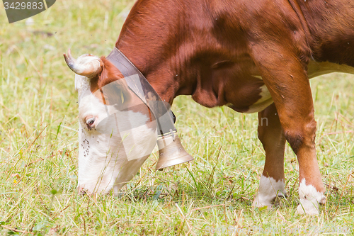 Image of Brown milk cow in a meadow of grass