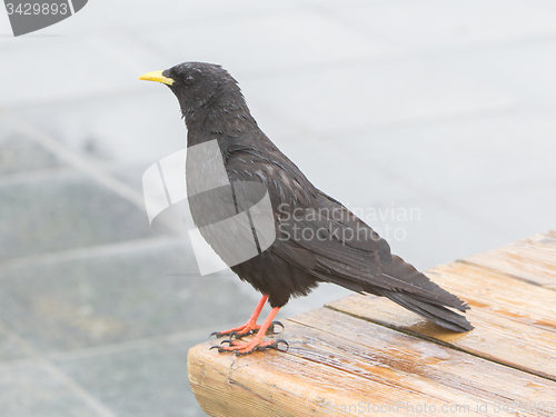 Image of Alpine Chough (Pyrrhocorax graculus)