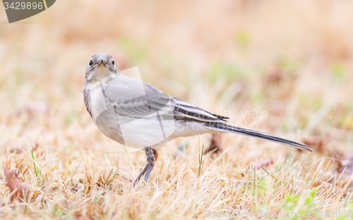 Image of Yellow wagtail, female