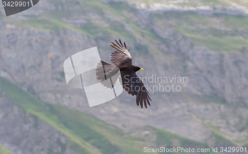 Image of Alpine Chough (Pyrrhocorax graculus) flying