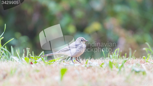 Image of Yellow wagtail, female