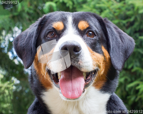 Image of Young Sennenhund, close-up