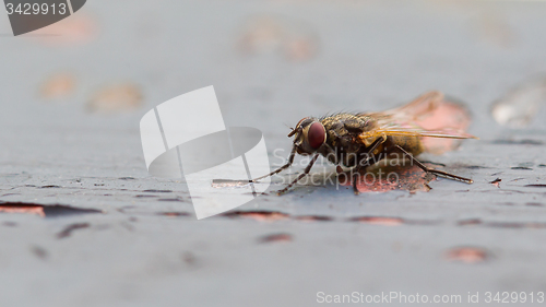 Image of Fly sitting on some old paintwork