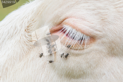 Image of Troublesome flies in the cow\'s eye