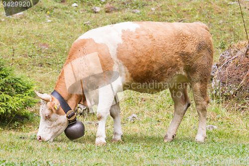 Image of Brown milk cow in a meadow of grass