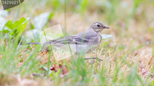 Image of Yellow wagtail, female