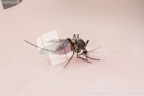 Image of Lapland Mosquito