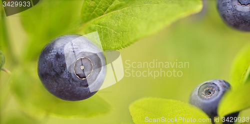 Image of Wild Blueberry