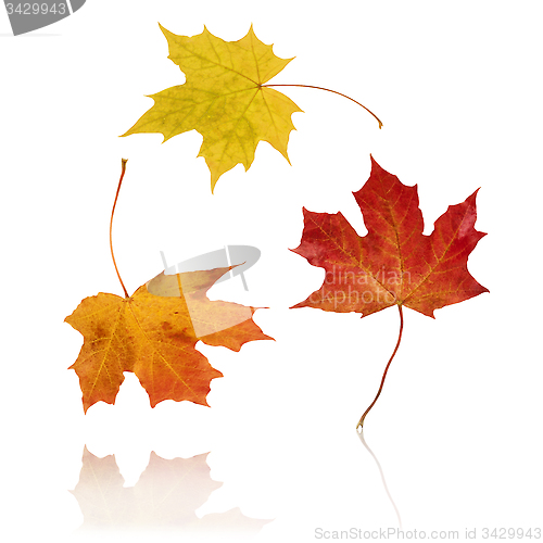 Image of Jumping Autumn Leaves