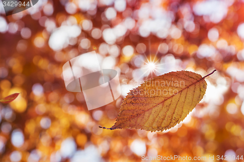 Image of Colorful Autumn