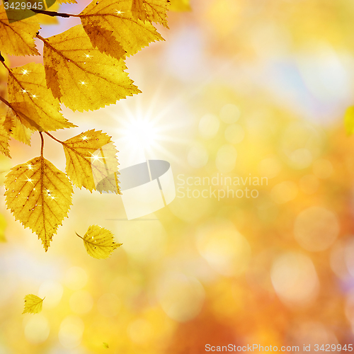 Image of Birch_Autumn