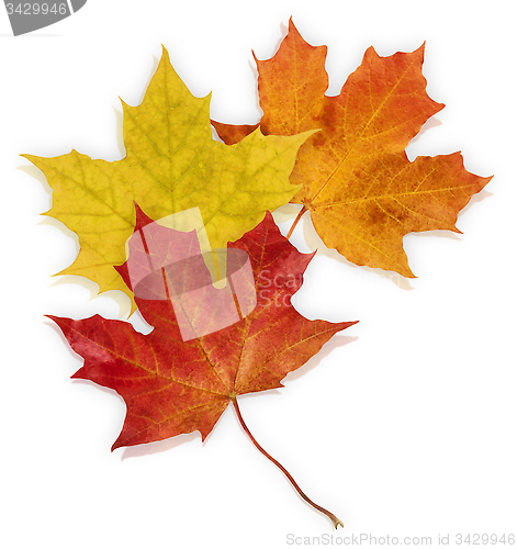 Image of Basic_Autumn_Leaves