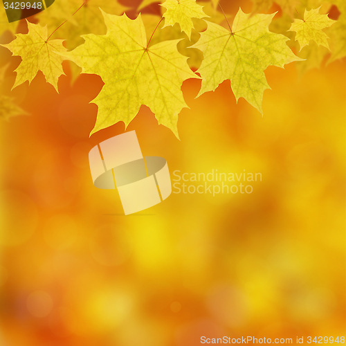 Image of Autumn Maple