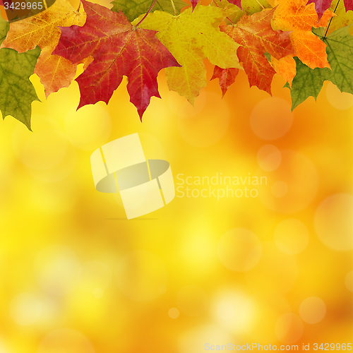 Image of Autumn Frame