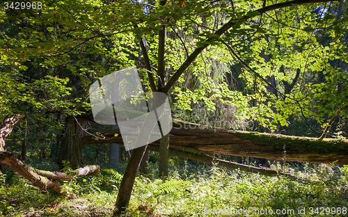 Image of Linden tree iluminated by sun