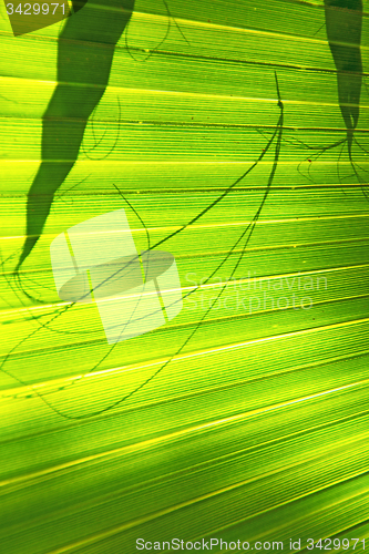 Image of abstract green leaf   the  