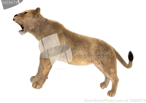 Image of Female Lion