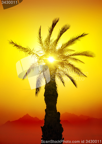 Image of Palm in desert