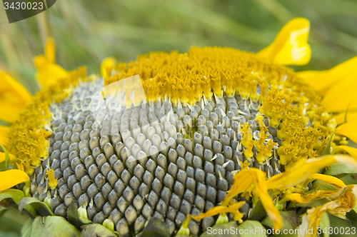 Image of Sunflower