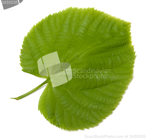 Image of Green linden-tree leaf