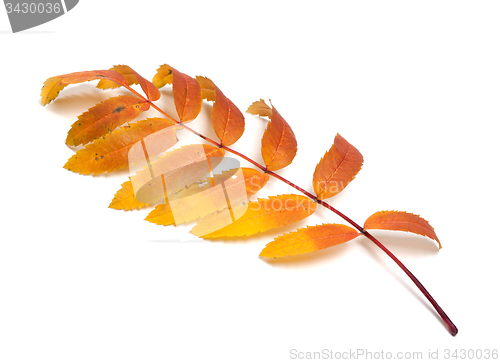 Image of Autumn rowan leaves