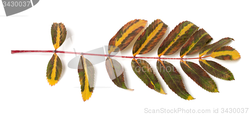 Image of Multicolor rowan leaf on white background