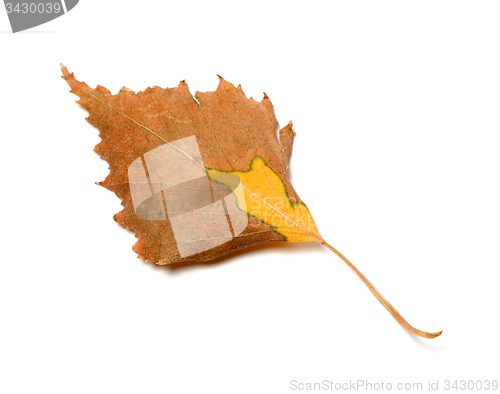 Image of Autumn leaf of birch