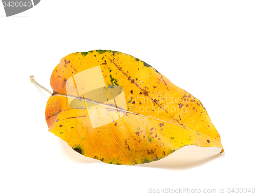 Image of Yellowed autumn leaf on white background