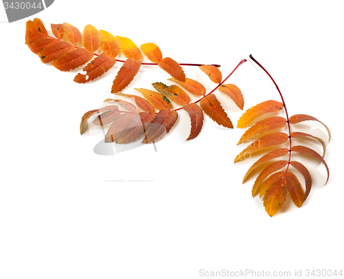 Image of Three autumnal rowan leaves
