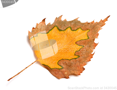 Image of Autumn birch leaf