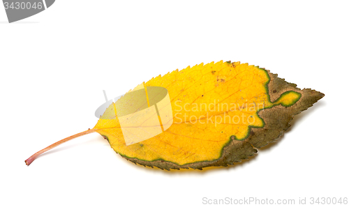 Image of Dried yellowed autumn leaf