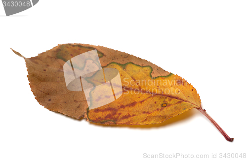 Image of Multicolor autumn leaf on white background