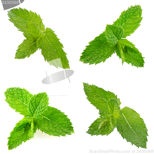 Image of Fresh mint close up