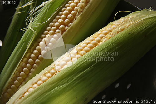 Image of Fresh ears of corn